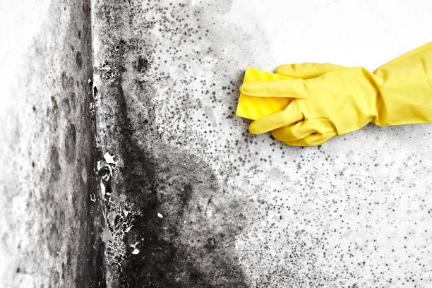 Best Residential Mold Remediation in Suncrest, WA