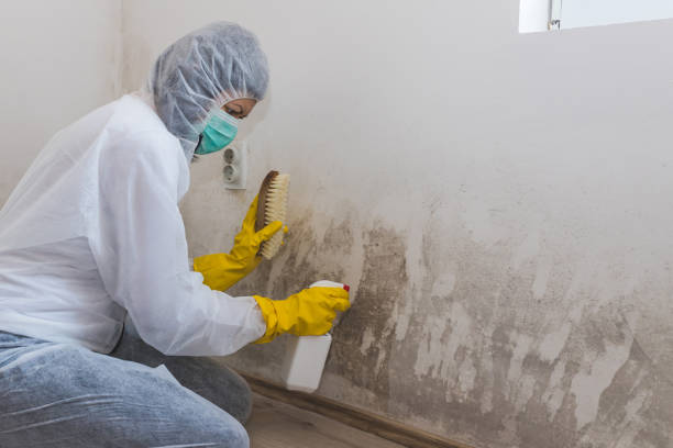 Best Localized Mold Remediation (e.g., coastal areas, humid climates) in Suncrest, WA