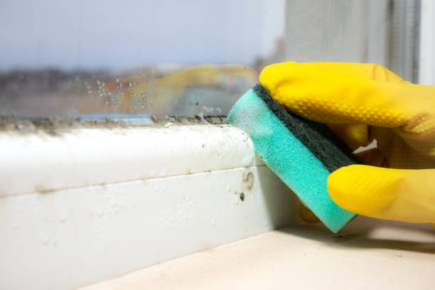 Best Industrial Mold Remediation in Suncrest, WA