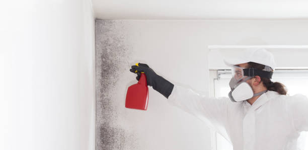 Best Insurance-Related Mold Remediation in Suncrest, WA