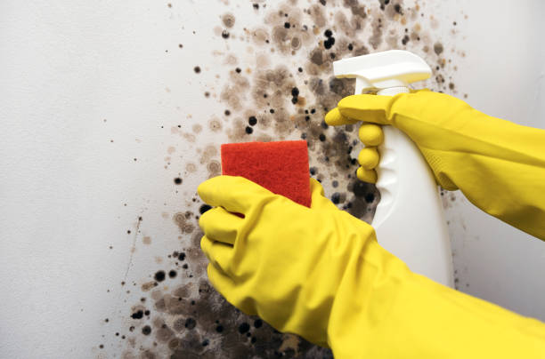 Best DIY Mold Remediation Support Services in Suncrest, WA