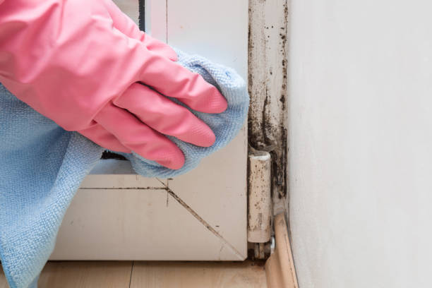 Best HVAC Mold Remediation in Suncrest, WA